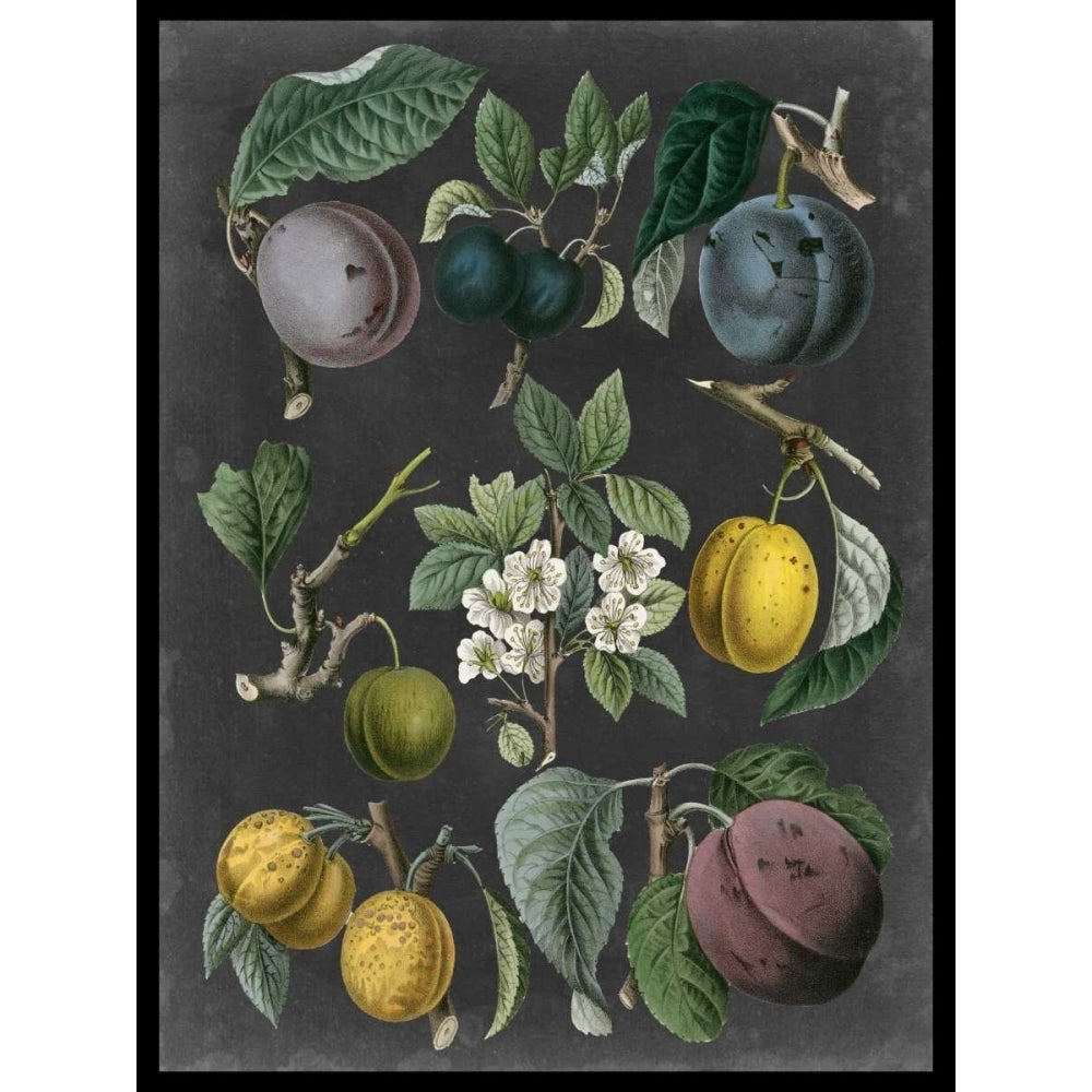 Orchard Varieties IV Poster Print - Studio Vision-VARPDX92482Z Image 1