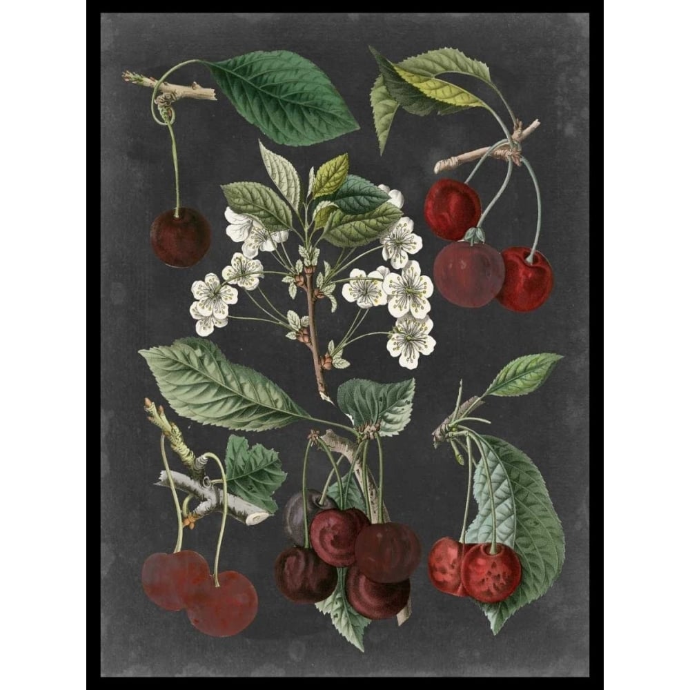 Orchard Varieties I Poster Print - Studio Vision-VARPDX92479Z Image 1