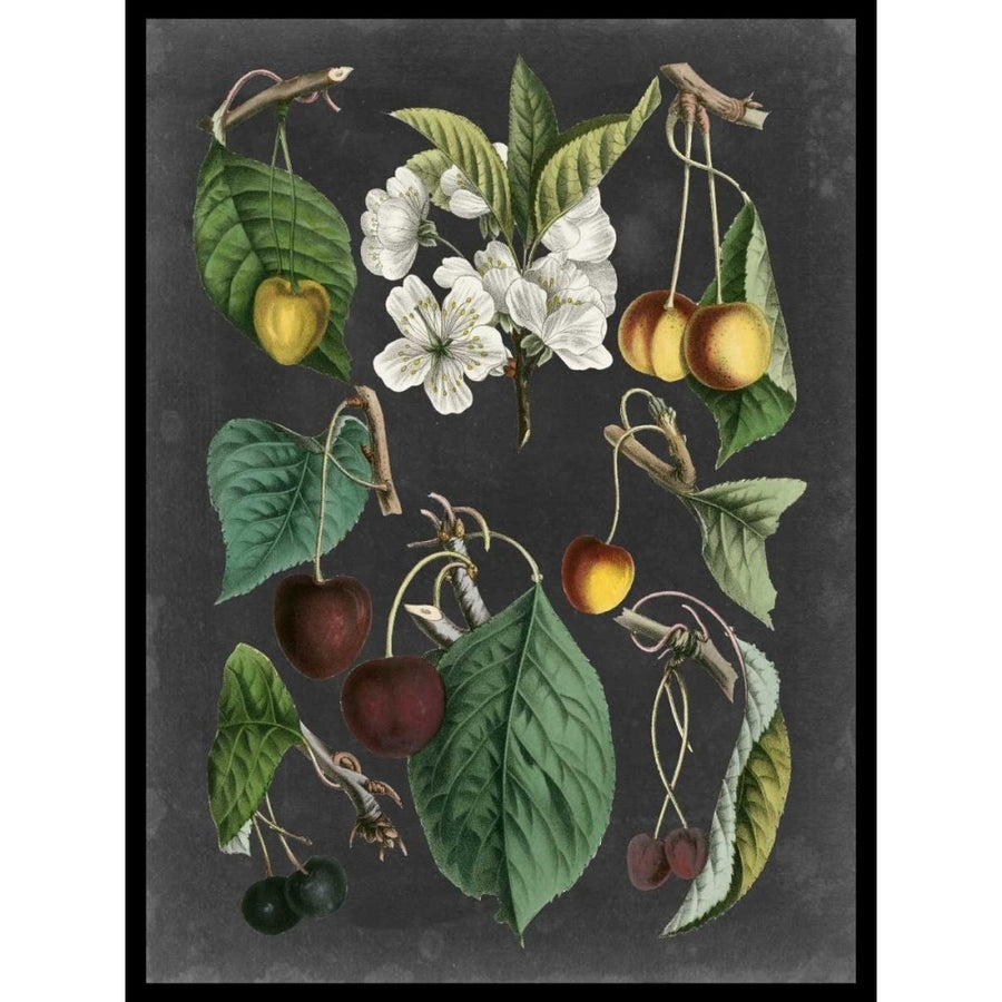 Orchard Varieties II Poster Print - Studio Vision-VARPDX92480Z Image 1