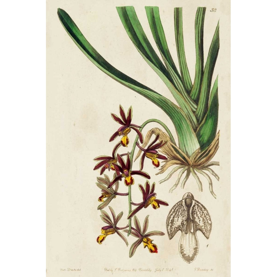 Spring Orchid V Poster Print - Ridgeway-VARPDX92493Z Image 1