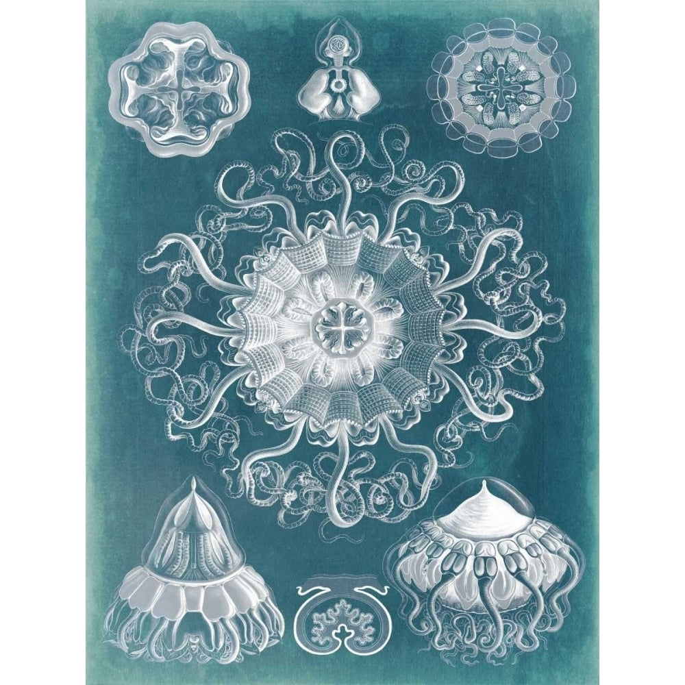 Sealife Blueprint II Poster Print - Studio Vision-VARPDX92496Z Image 1