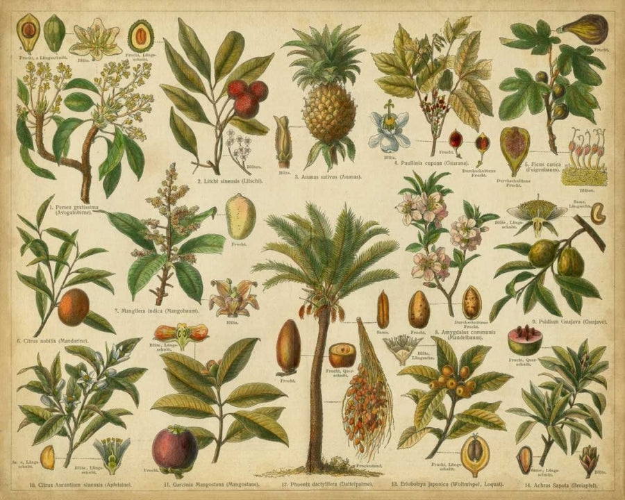 Classification of Tropical Plants Poster Print - Studio Vision-VARPDX92499Z Image 1