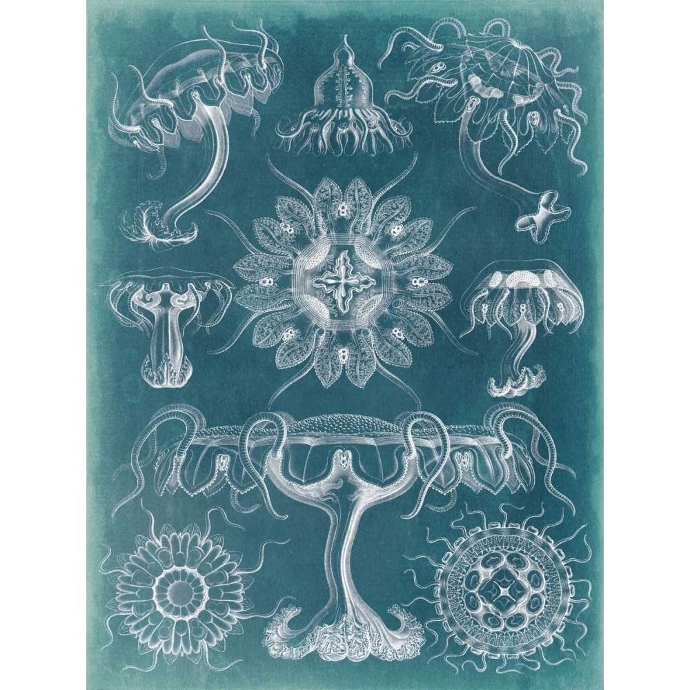 Sealife Blueprint III Poster Print - Studio Vision-VARPDX92497Z Image 1