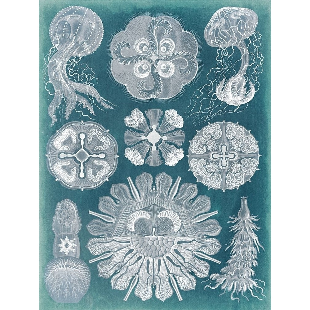 Sealife Blueprint IV Poster Print - Studio Vision-VARPDX92498Z Image 1