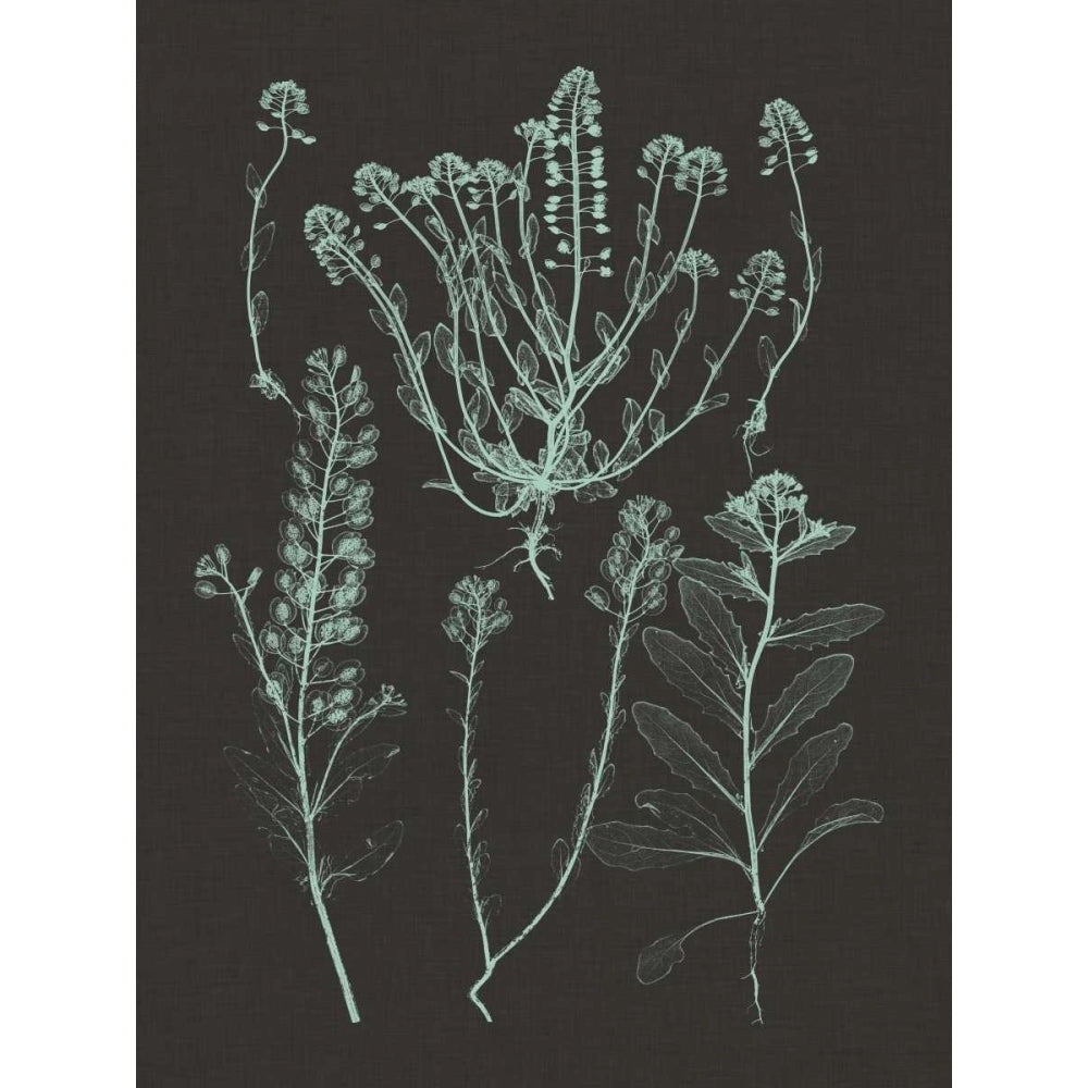 Mint and Charcoal Nature Study III Poster Print - Studio Vision-VARPDX92518Z Image 1