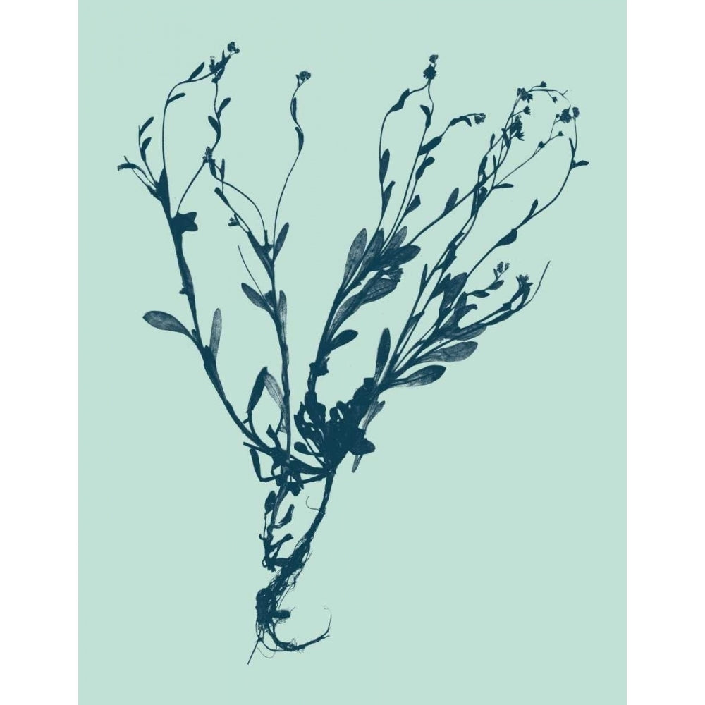 Indigo and Mint Botanical Study VI Poster Print - Studio Vision-VARPDX92525Z Image 1