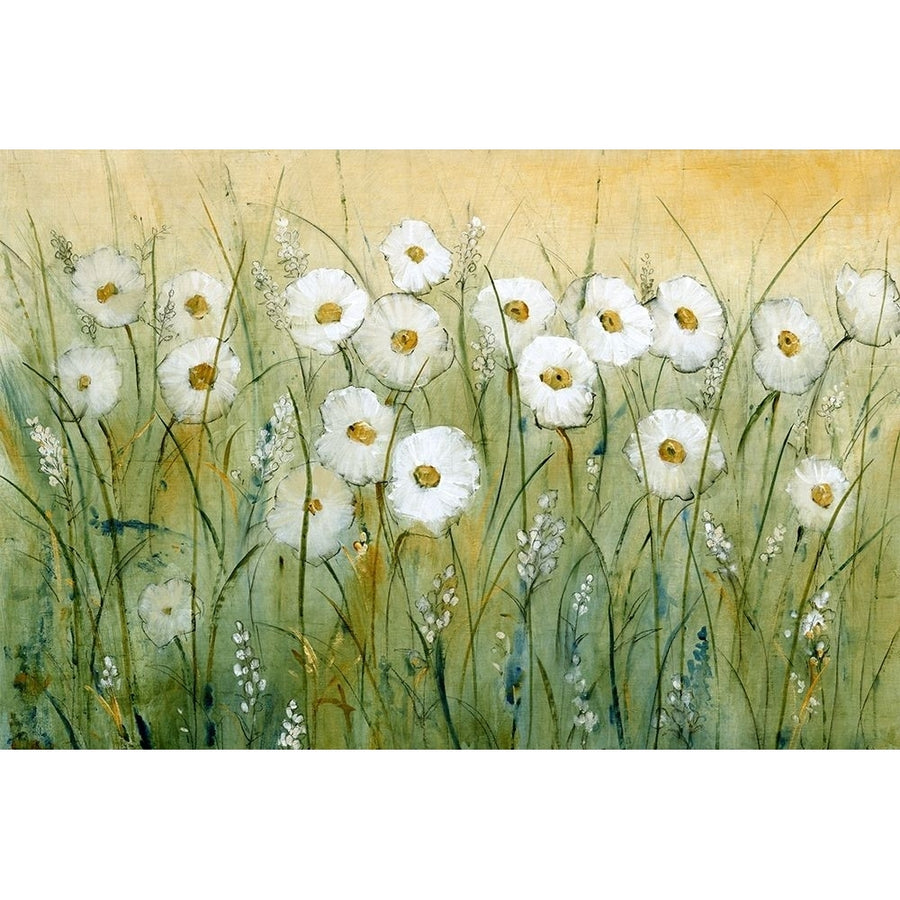 Daisy Spring I Poster Print - Tim OToole-VARPDX92528Z Image 1