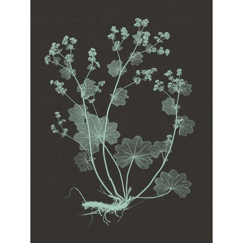 Mint and Charcoal Nature Study I Poster Print - Studio Vision-VARPDX92516Z Image 1