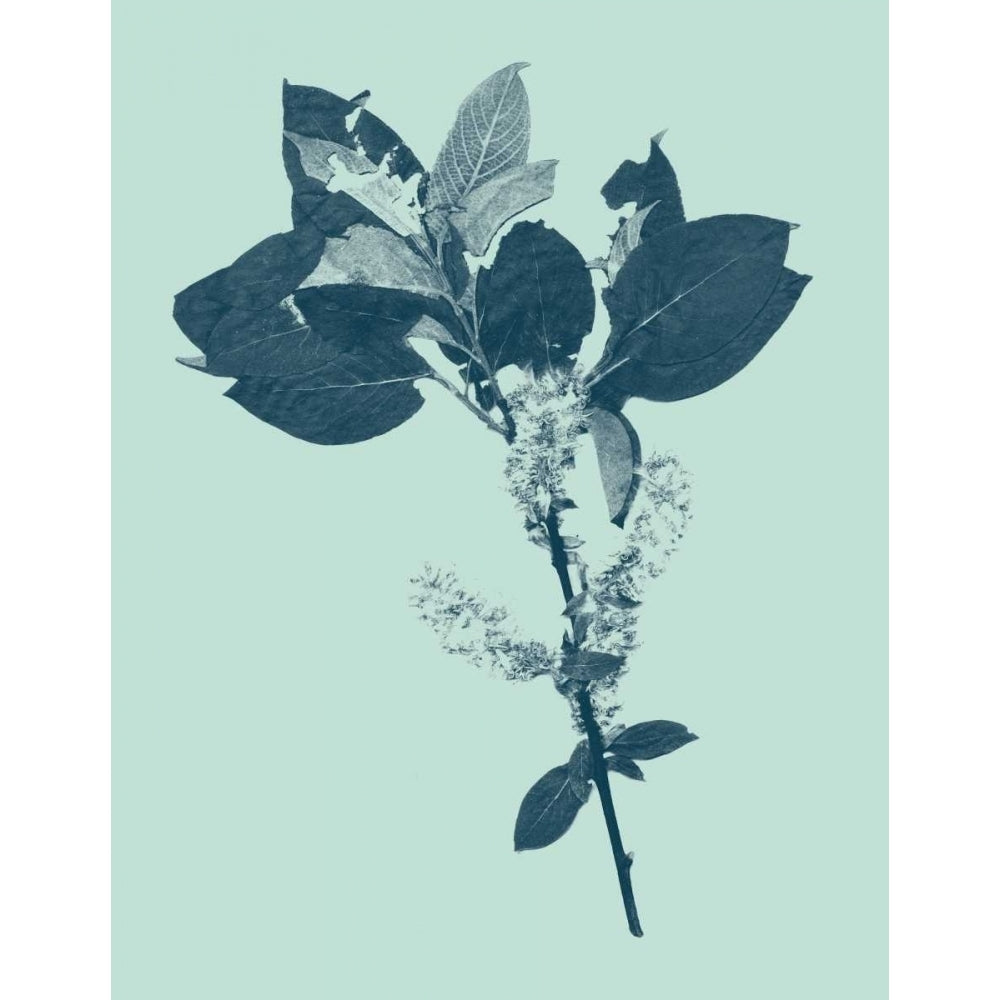 Indigo and Mint Botanical Study V Poster Print - Studio Vision-VARPDX92524Z Image 1