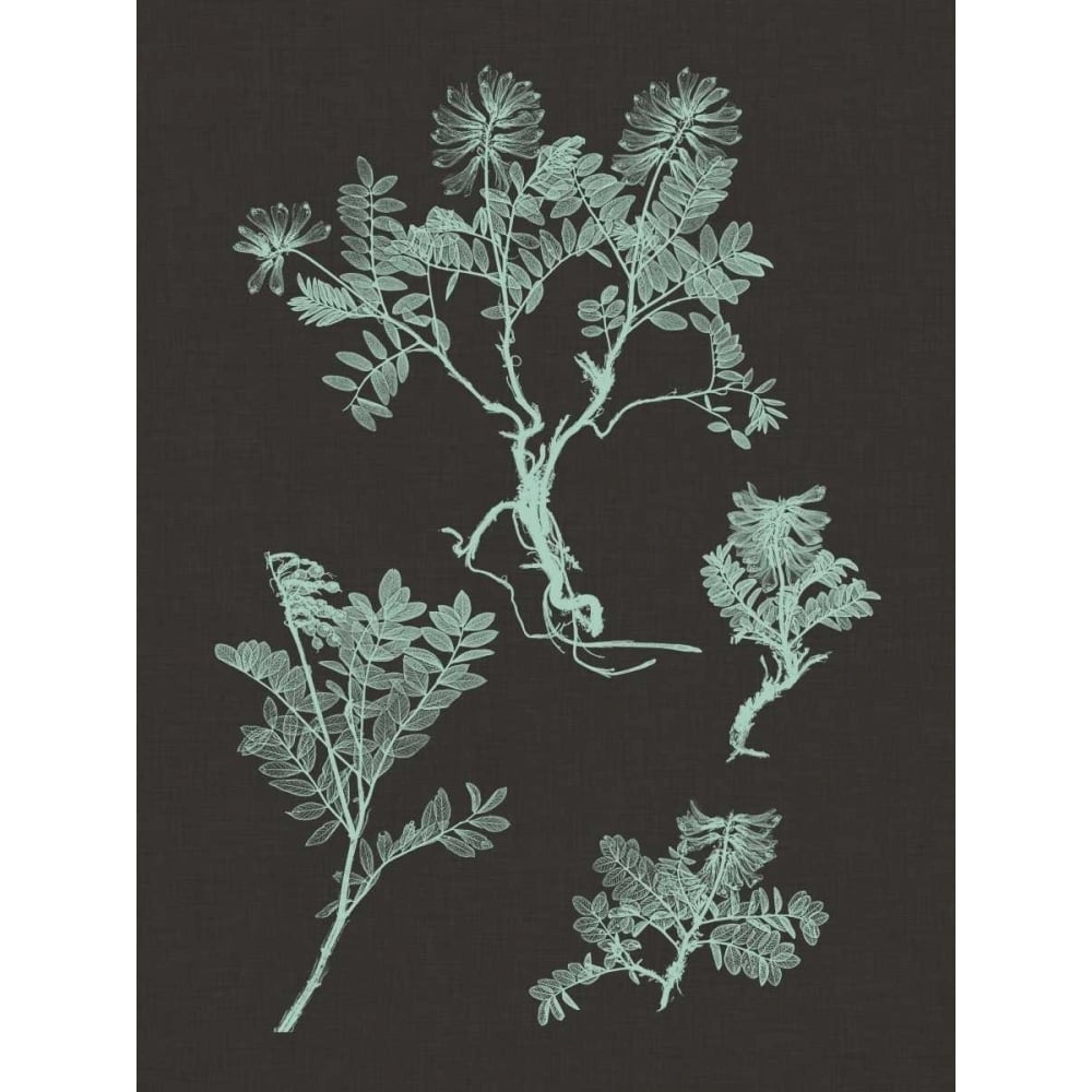 Mint and Charcoal Nature Study II Poster Print - Studio Vision-VARPDX92517Z Image 1