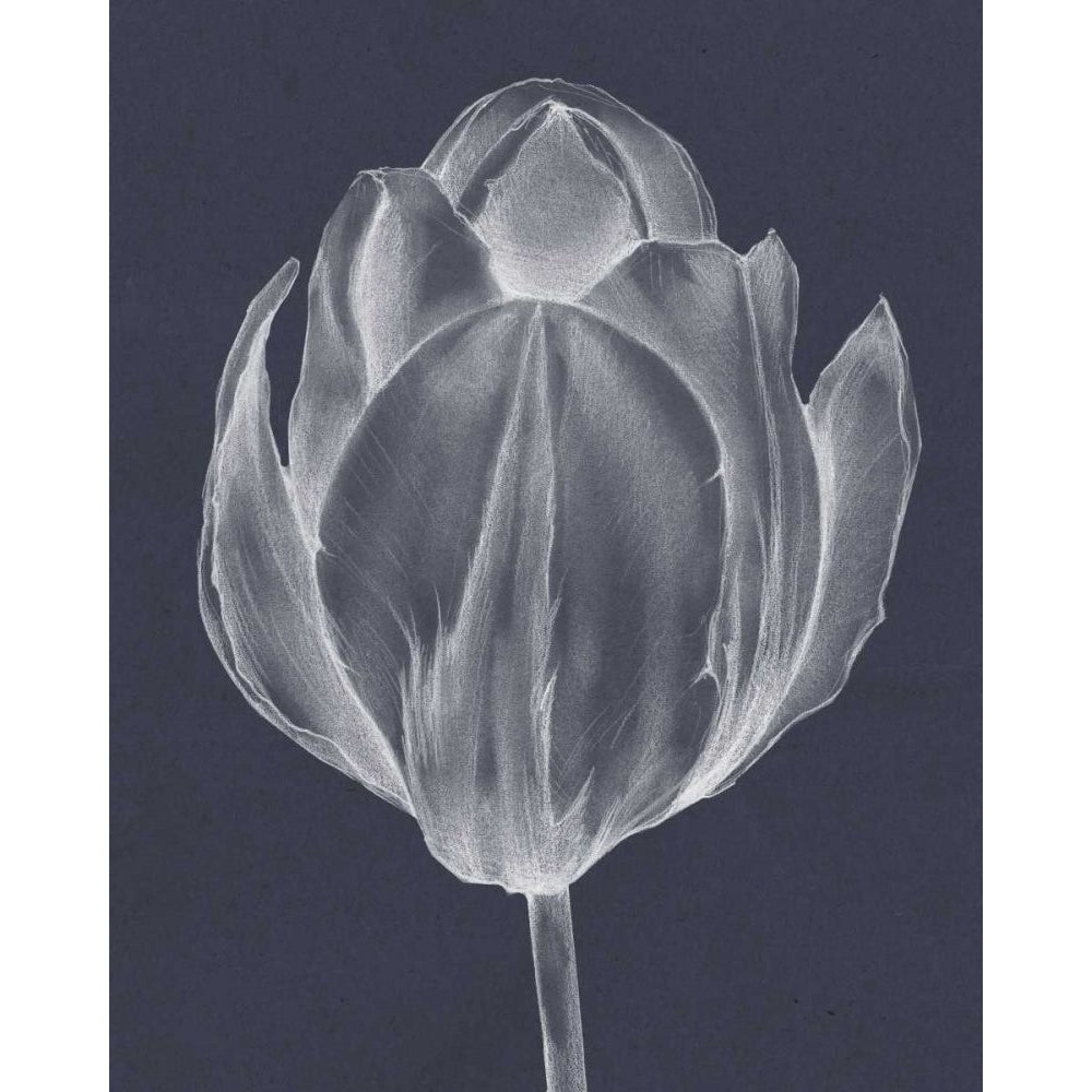 Monochrome Tulip I Poster Print - Jennifer Goldberger-VARPDX92634Z Image 1