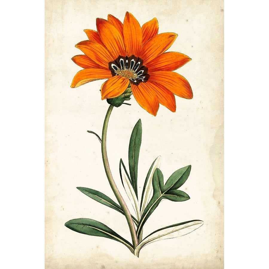 Tangerine Floral I Poster Print - Curtis-VARPDX92679Z Image 1