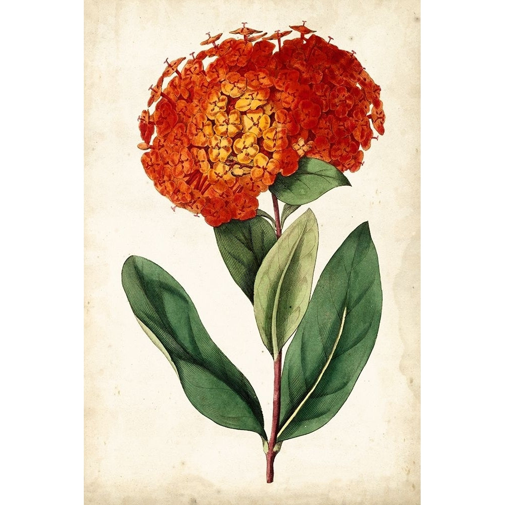 Tangerine Floral II Poster Print - Curtis-VARPDX92680Z Image 1