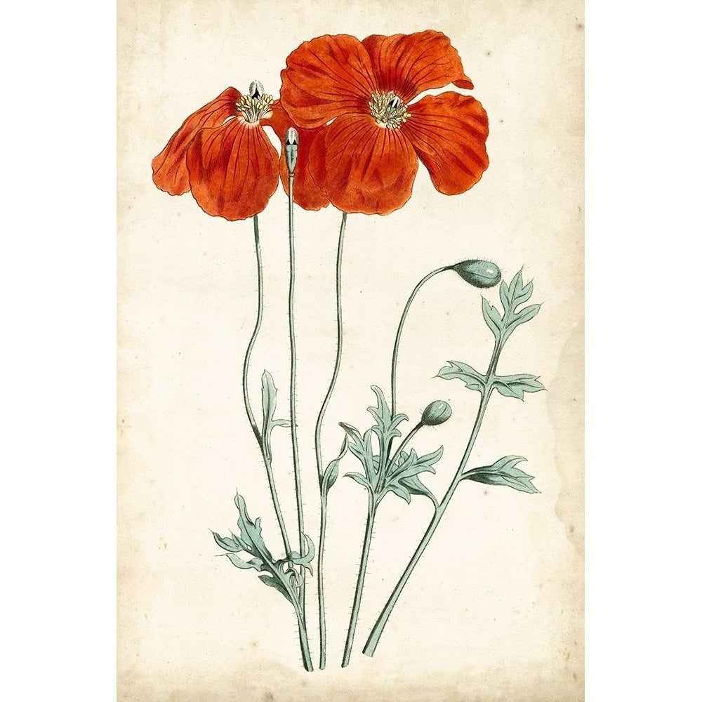 Tangerine Floral V Poster Print - Curtis-VARPDX92683Z Image 1