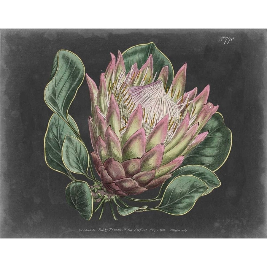 Dramatic Protea I Poster Print - Curtis-VARPDX92699Z Image 1