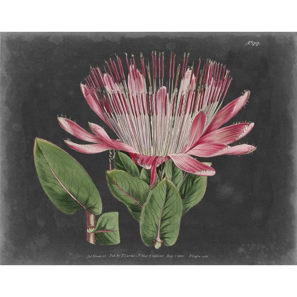 Dramatic Protea II Poster Print - Curtis-VARPDX92700Z Image 1