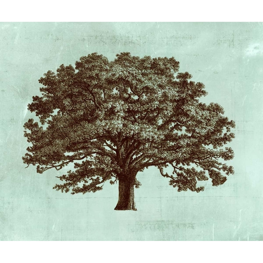 Spa Tree I Poster Print - Studio Vision-VARPDX92717Z Image 1