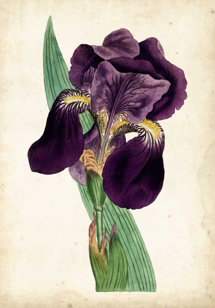 Curtis Iris I Poster Print - Curtis-VARPDX92801Z Image 1