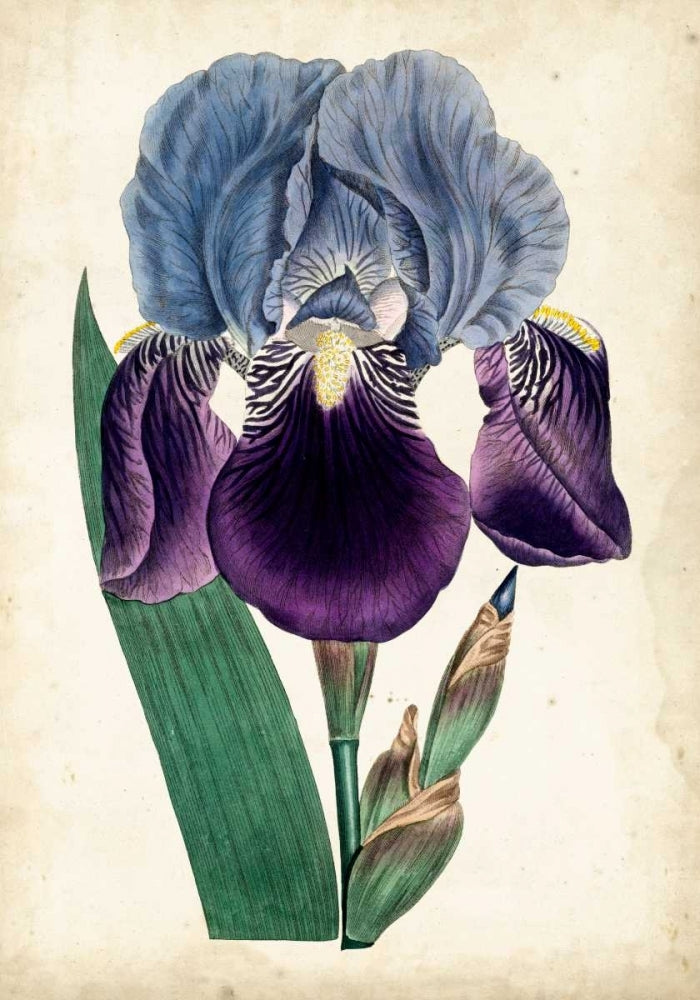 Curtis Iris III Poster Print - Curtis-VARPDX92803Z Image 1