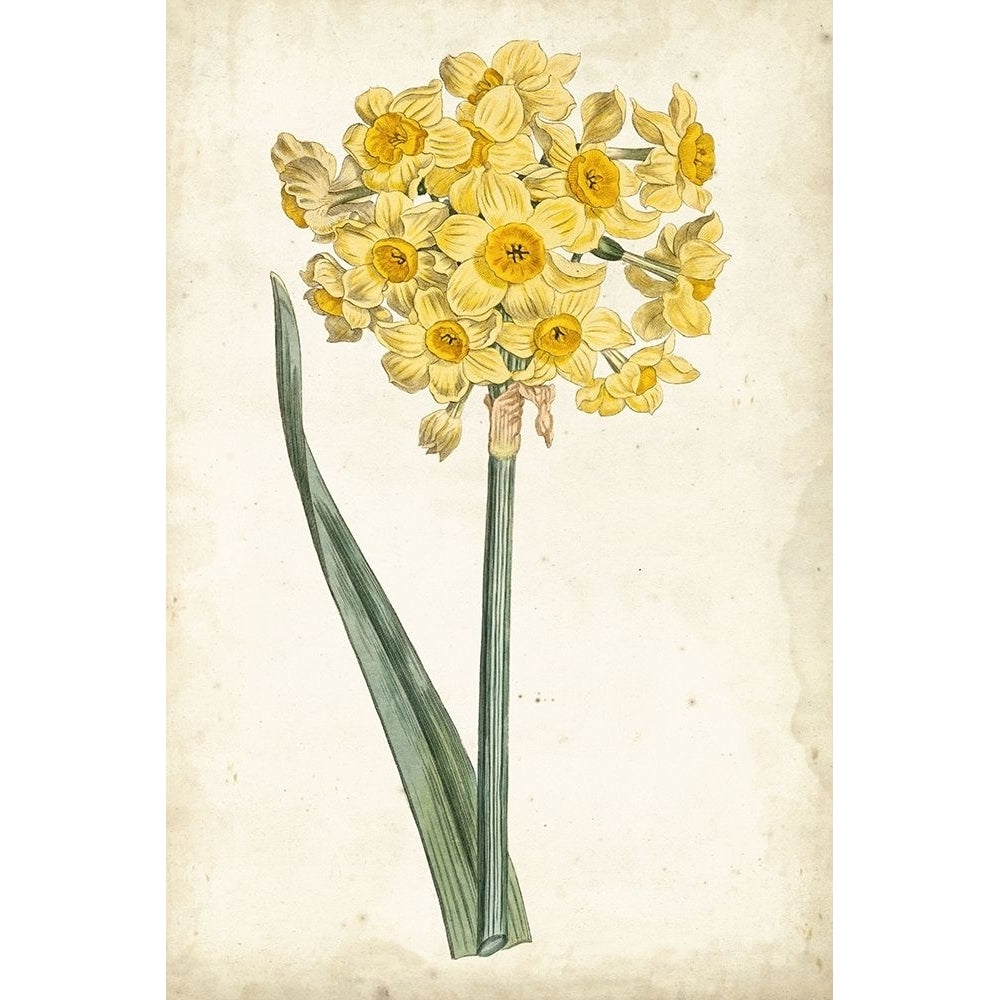 Curtis Narcissus I Poster Print - Curtis-VARPDX92807Z Image 1