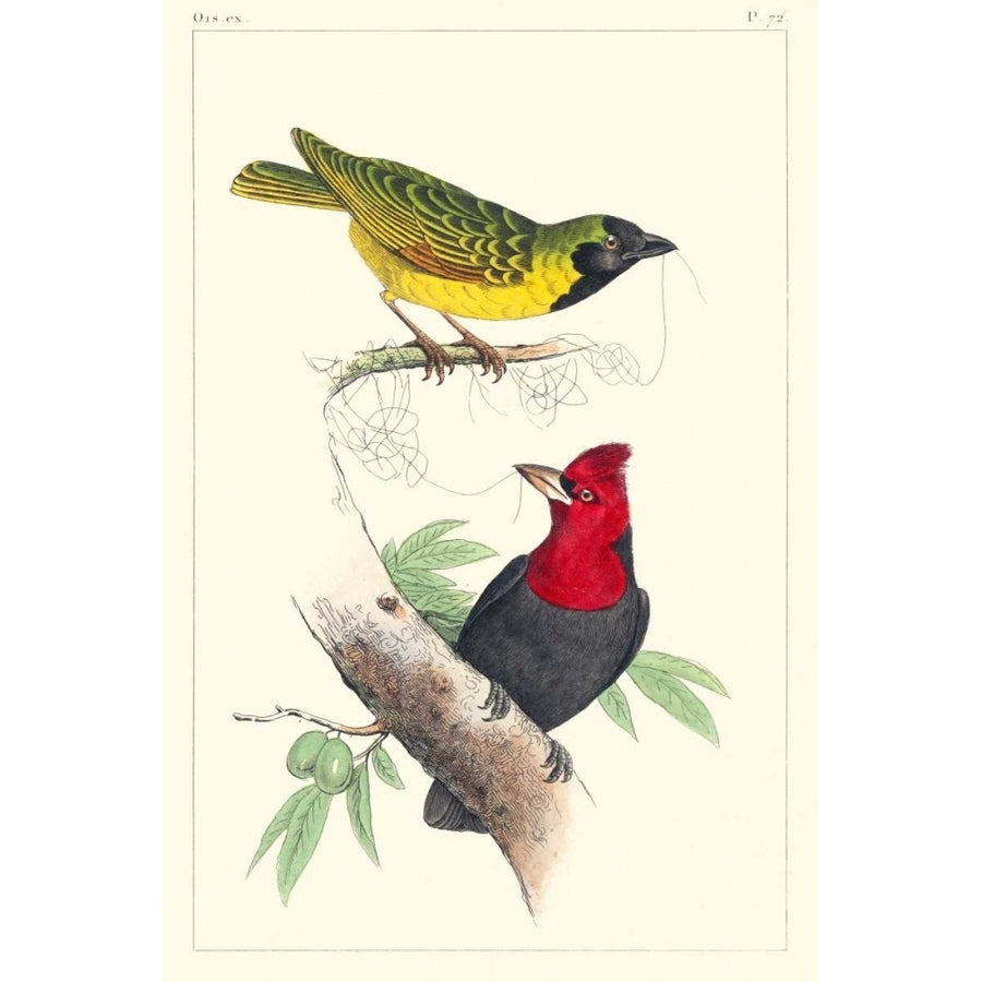 Lemaire Birds II Poster Print - C.L. Lemaire-VARPDX92812Z Image 1