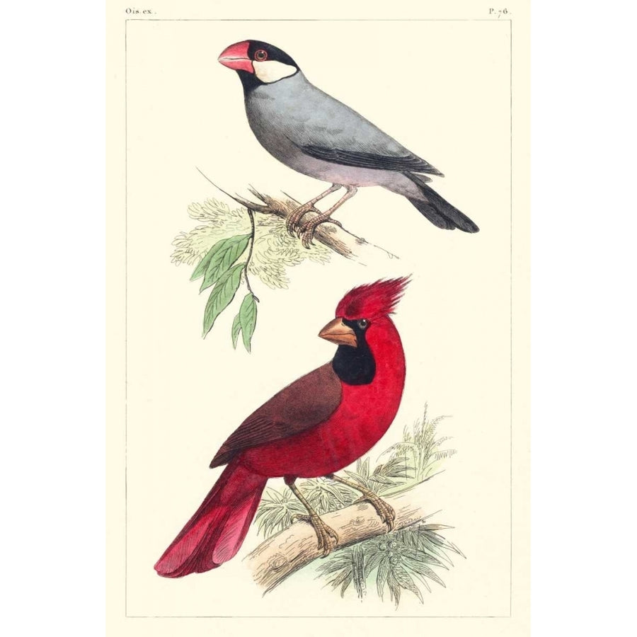 Lemaire Birds I Poster Print - C.L. Lemaire-VARPDX92811Z Image 1