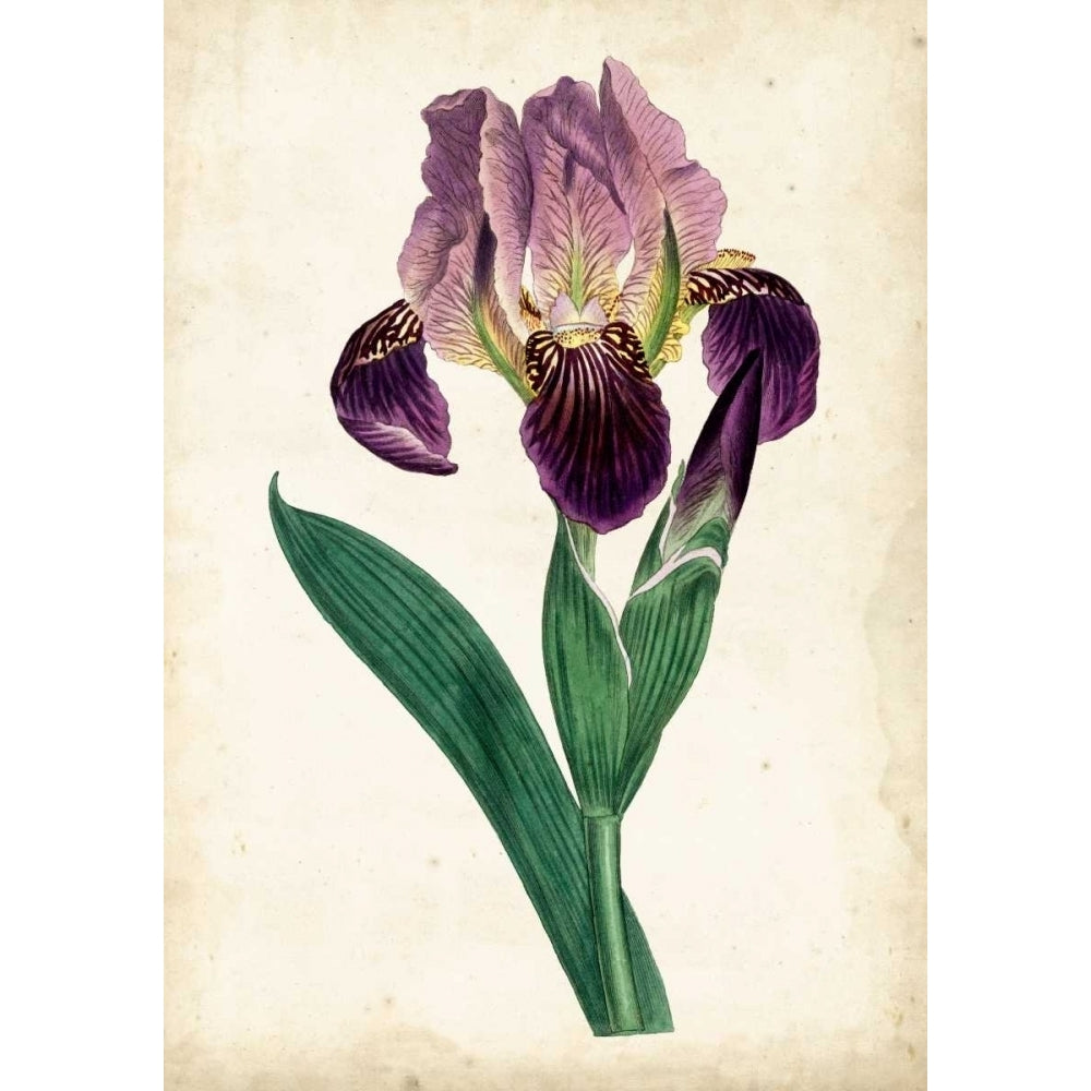 Curtis Iris IV Poster Print - Curtis-VARPDX92804Z Image 1