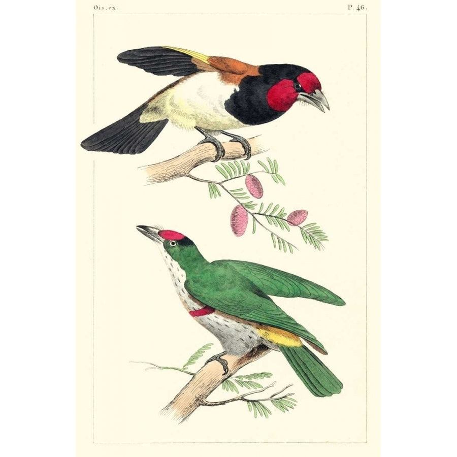 Lemaire Birds III Poster Print - C.L. Lemaire-VARPDX92813Z Image 1