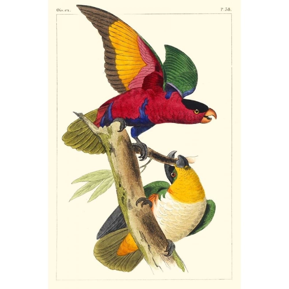 Lemaire Parrots I Poster Print - C.L. Lemaire-VARPDX92819Z Image 1