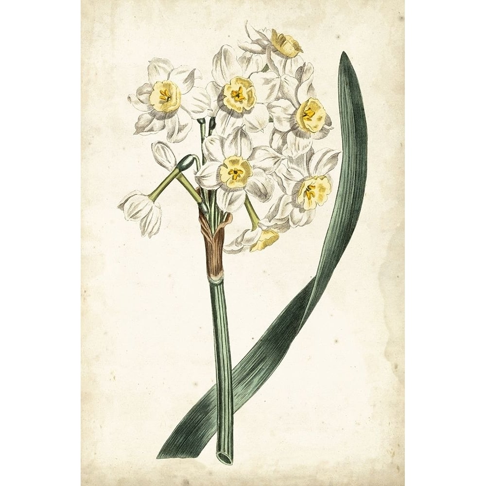 Curtis Narcissus IV Poster Print - Curtis-VARPDX92810Z Image 1