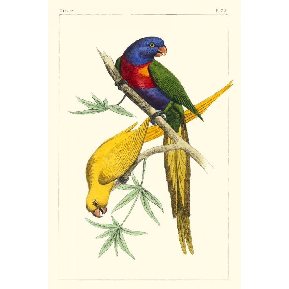 Lemaire Parrots IV Poster Print - C.L. Lemaire-VARPDX92822Z Image 1