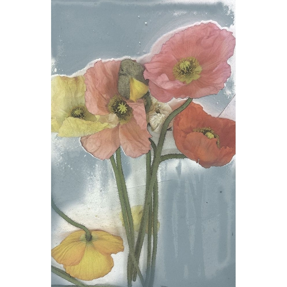 Poppy Spray II Poster Print - Jennifer Goldberger-VARPDX92857Z Image 1