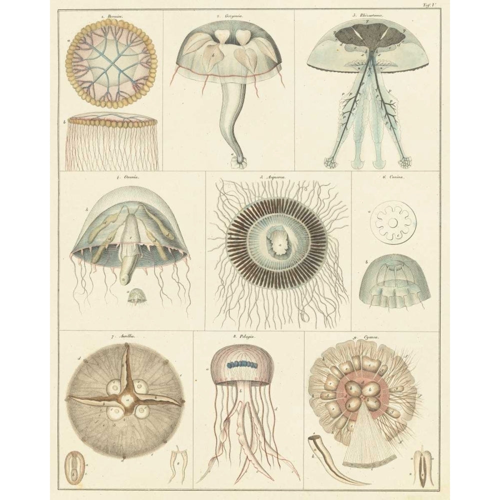 Jellyfish Display Poster Print - Oken-VARPDX92866Z Image 1