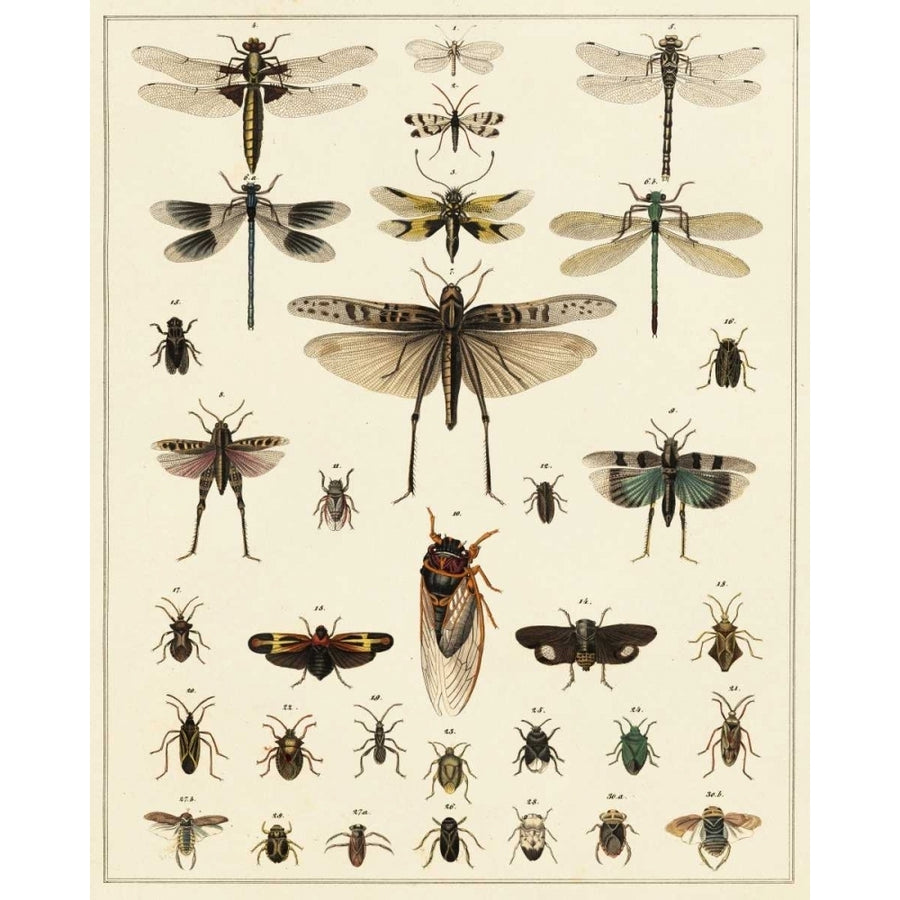 Dragonfly Display Poster Print - Oken-VARPDX92868Z Image 1