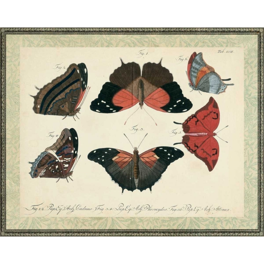 Bookplate Butterflies Trio II Poster Print - Studio Vision-VARPDX92886Z Image 1