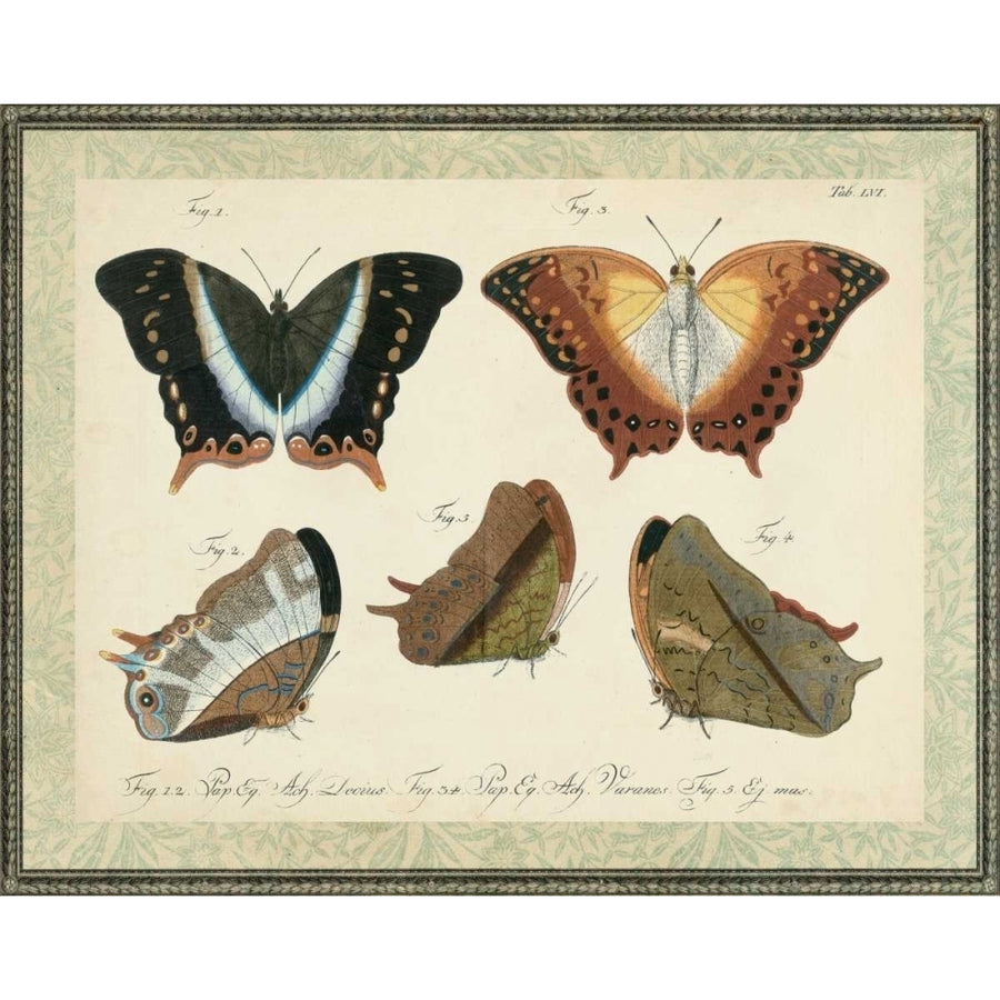 Bookplate Butterflies Trio III Poster Print - Studio Vision-VARPDX92887Z Image 1