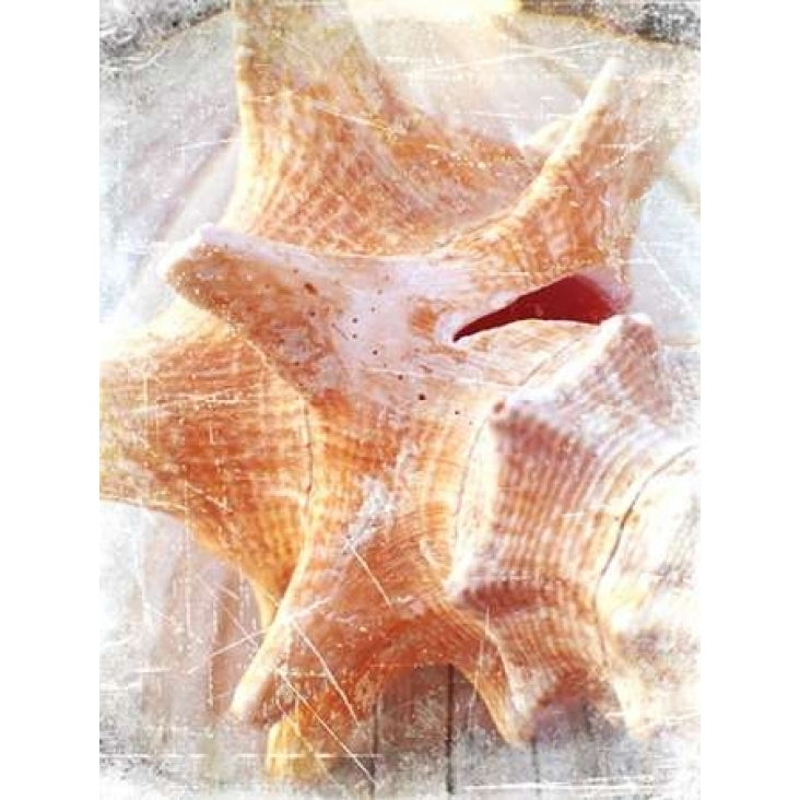 Conch I Poster Print by Lisa Hill Saghini-VARPDX9299F Image 2