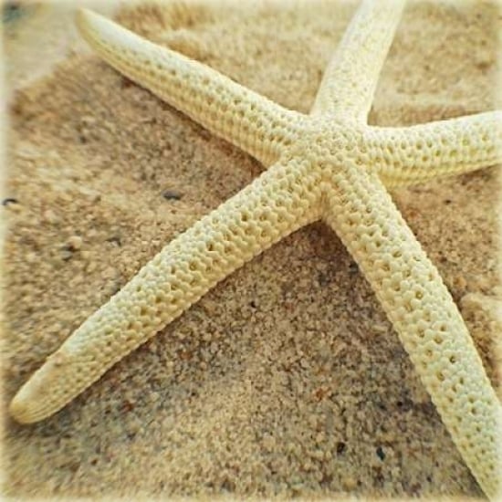 Starfish Poster Print by Lisa Hill Saghini-VARPDX9300 Image 2