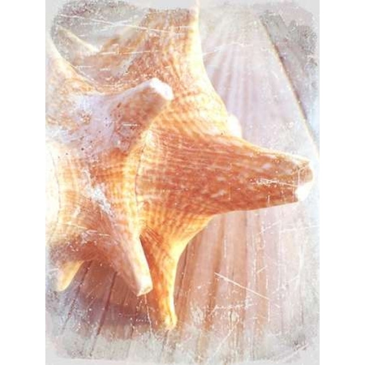 Conch II Poster Print by Lisa Hill Saghini-VARPDX9300F Image 1