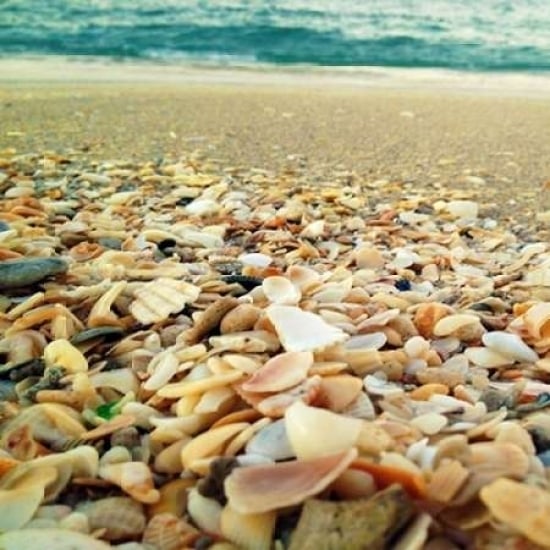 Shells Beach II Poster Print by Lisa Hill Saghini-VARPDX9302 Image 1