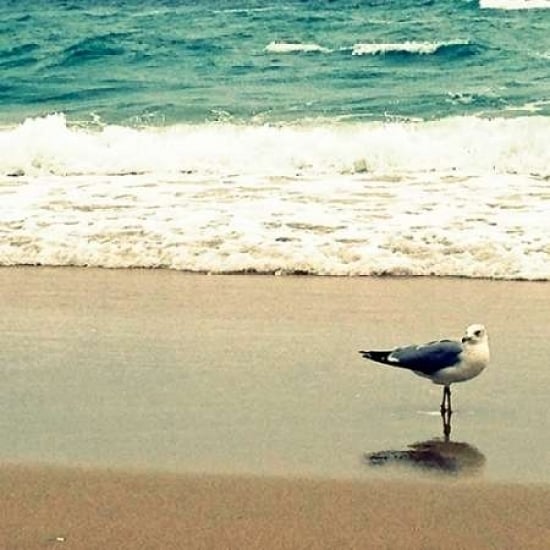 Seagull on Beach Poster Print by Lisa Hill Saghini-VARPDX9301C Image 1