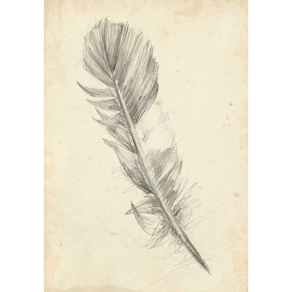 Feather Sketch I Poster Print - Ethan Harper-VARPDX93068Z Image 1