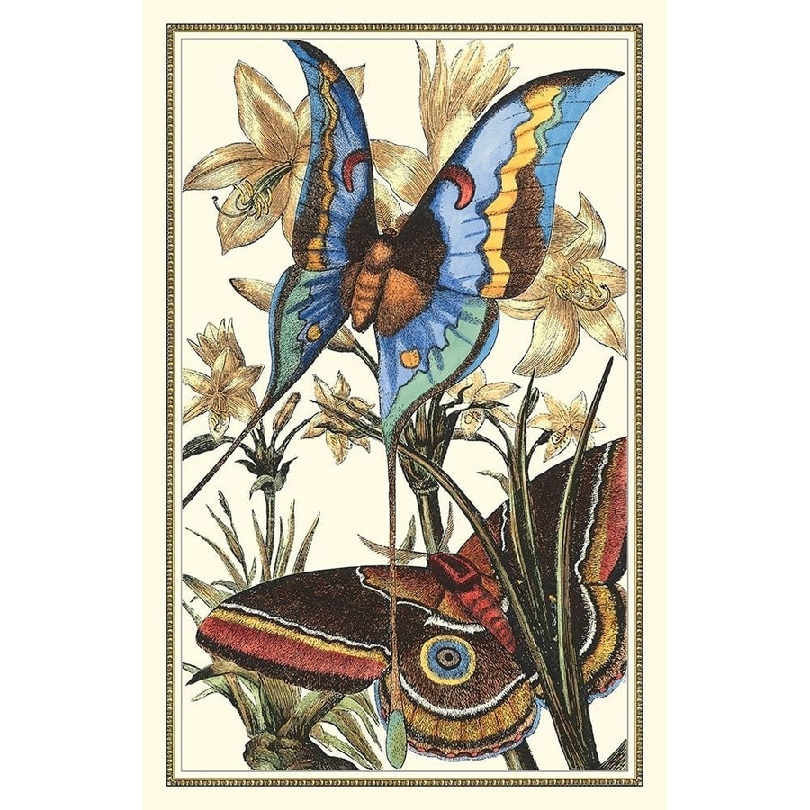 Butterfly I Poster Print - Studio Vision-VARPDX9310Z Image 1