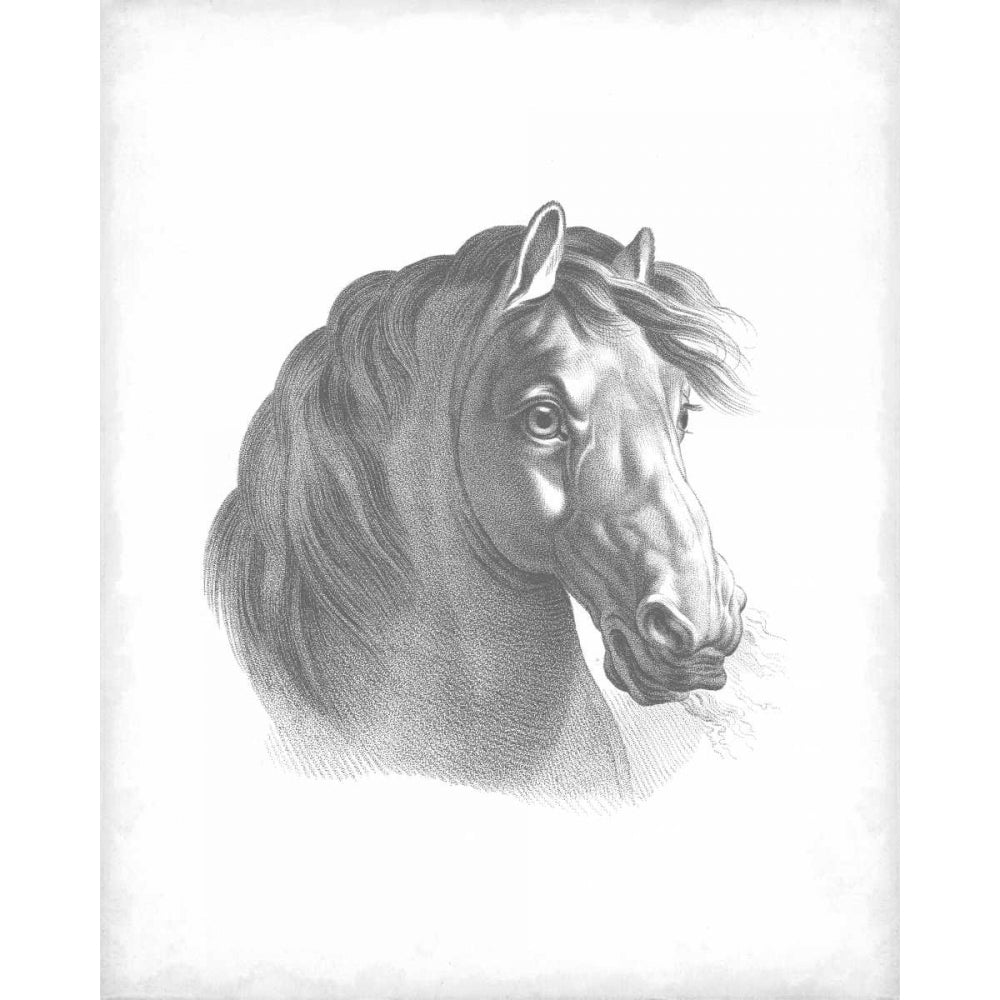 Equestrian Blueprint II Poster Print - Studio Vision-VARPDX93123Z Image 1