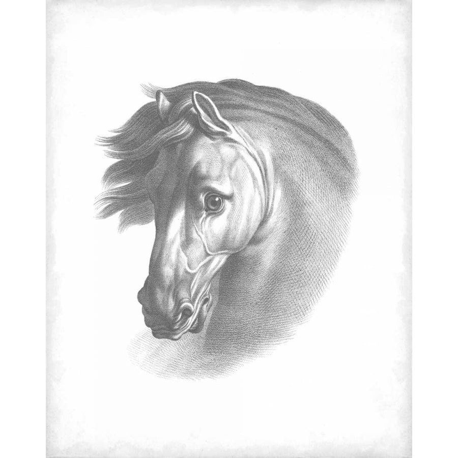 Equestrian Blueprint I Poster Print - Studio Vision-VARPDX93122Z Image 1