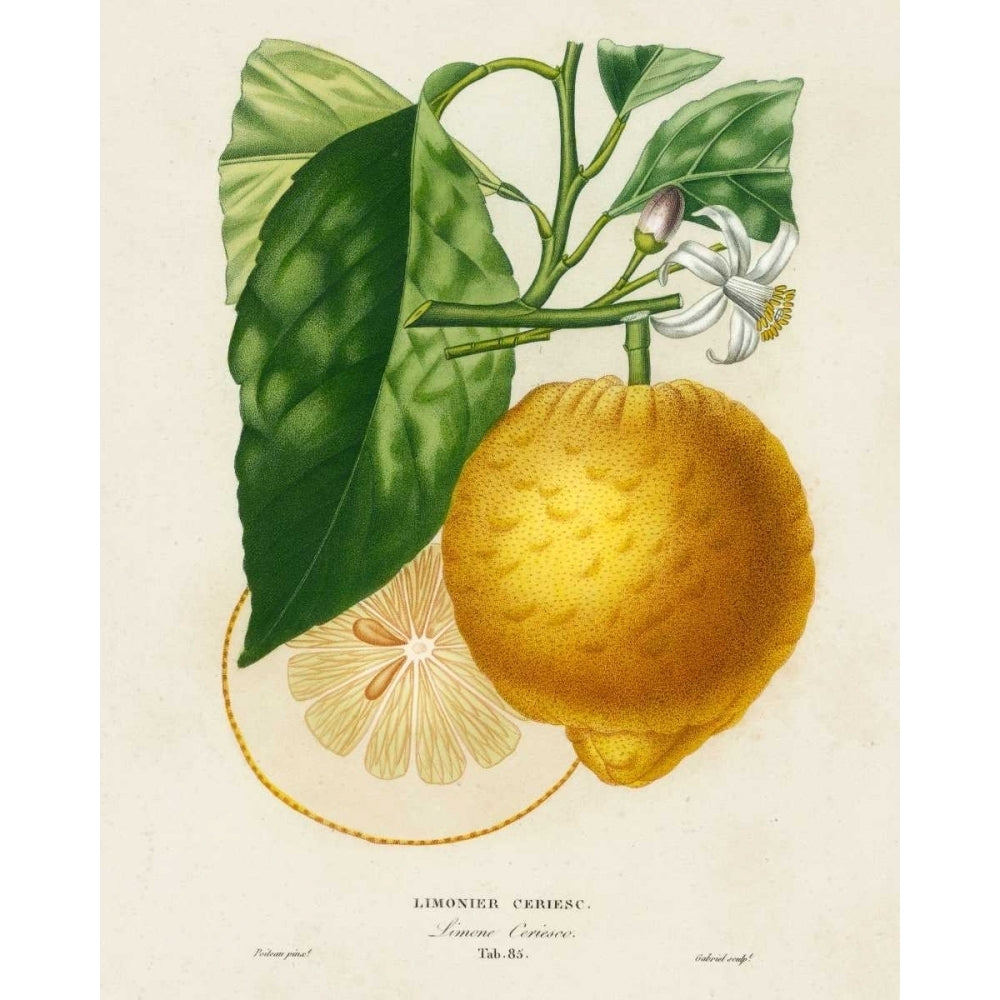 French Lemon Botanical I Poster Print - A. Risso-VARPDX93293Z Image 1