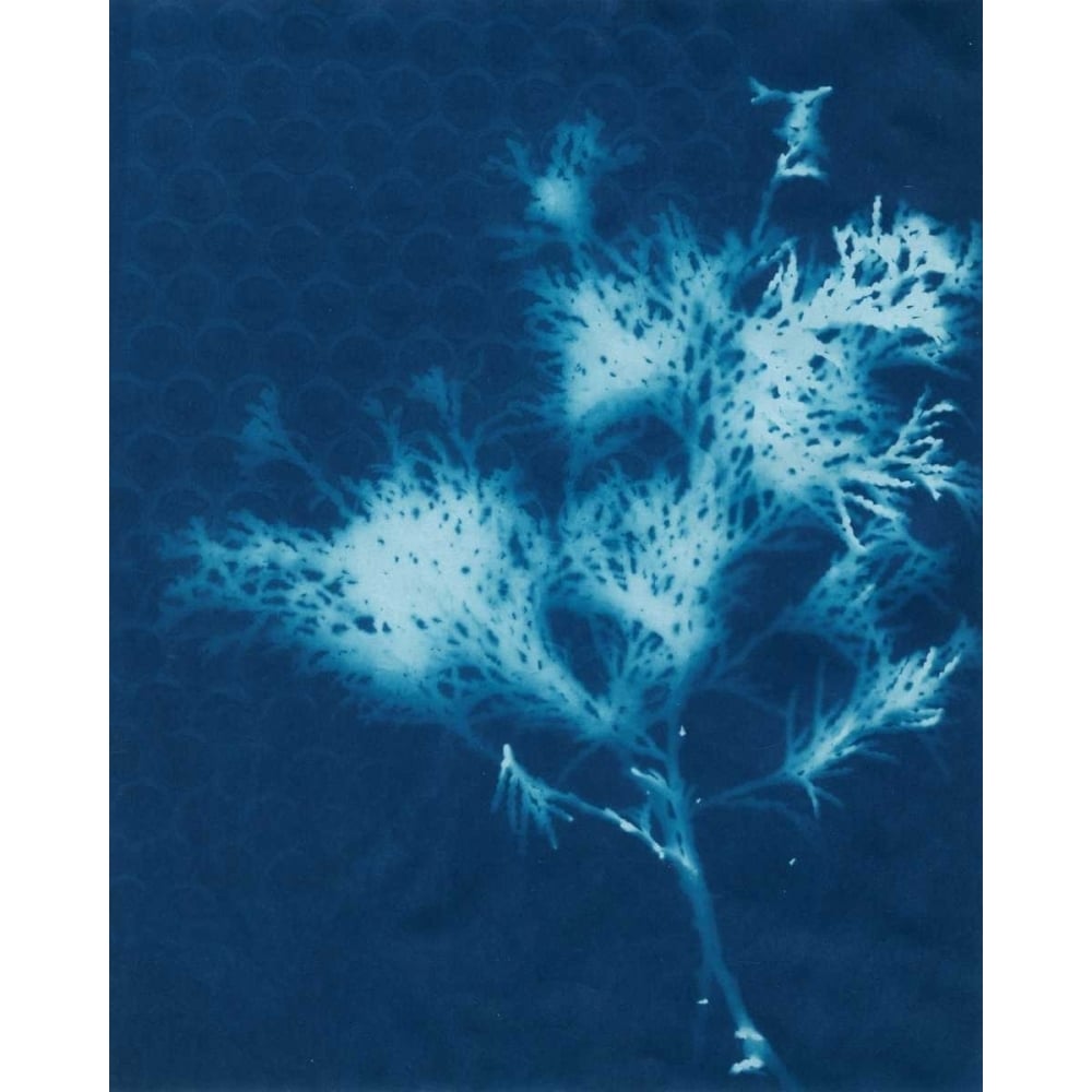 Cyanotype No.3 Poster Print - Renee W. Stramel-VARPDX93319Z Image 1