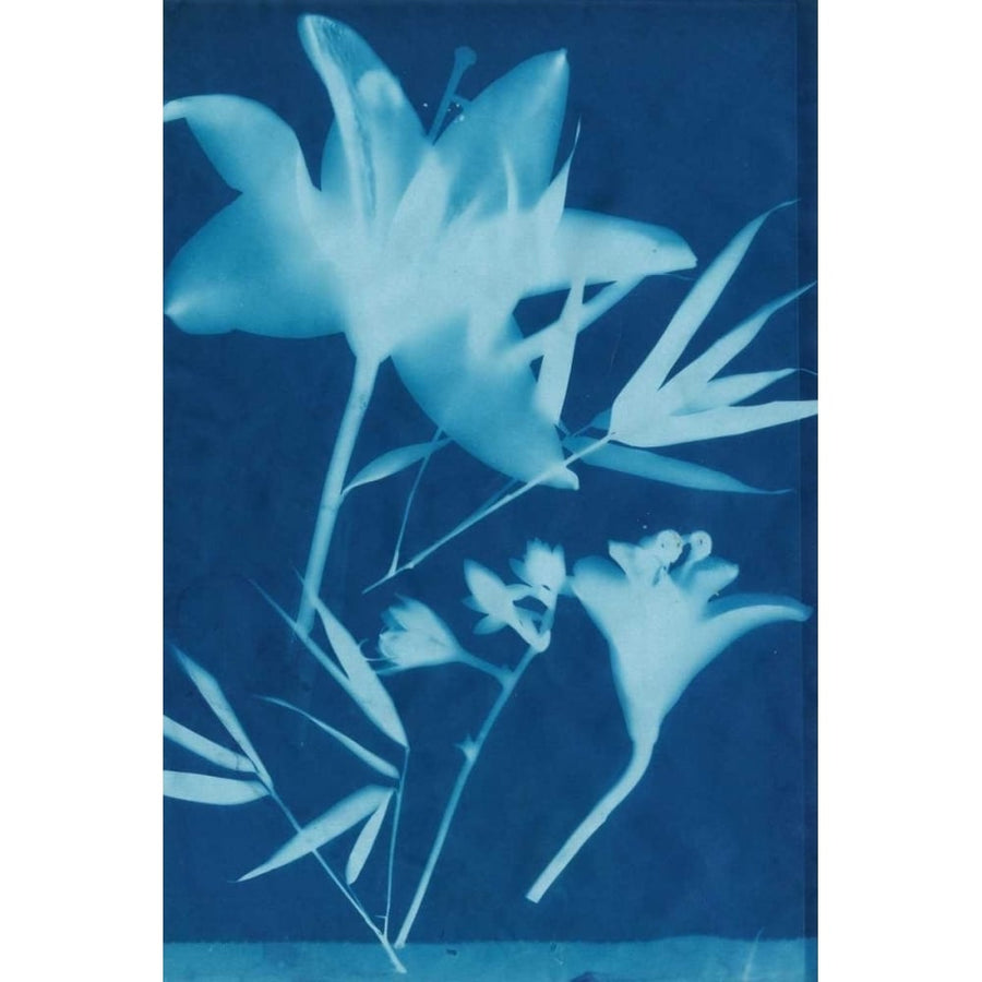 Cyanotype No.18 Poster Print - Jenna Guthrie-VARPDX93334Z Image 1