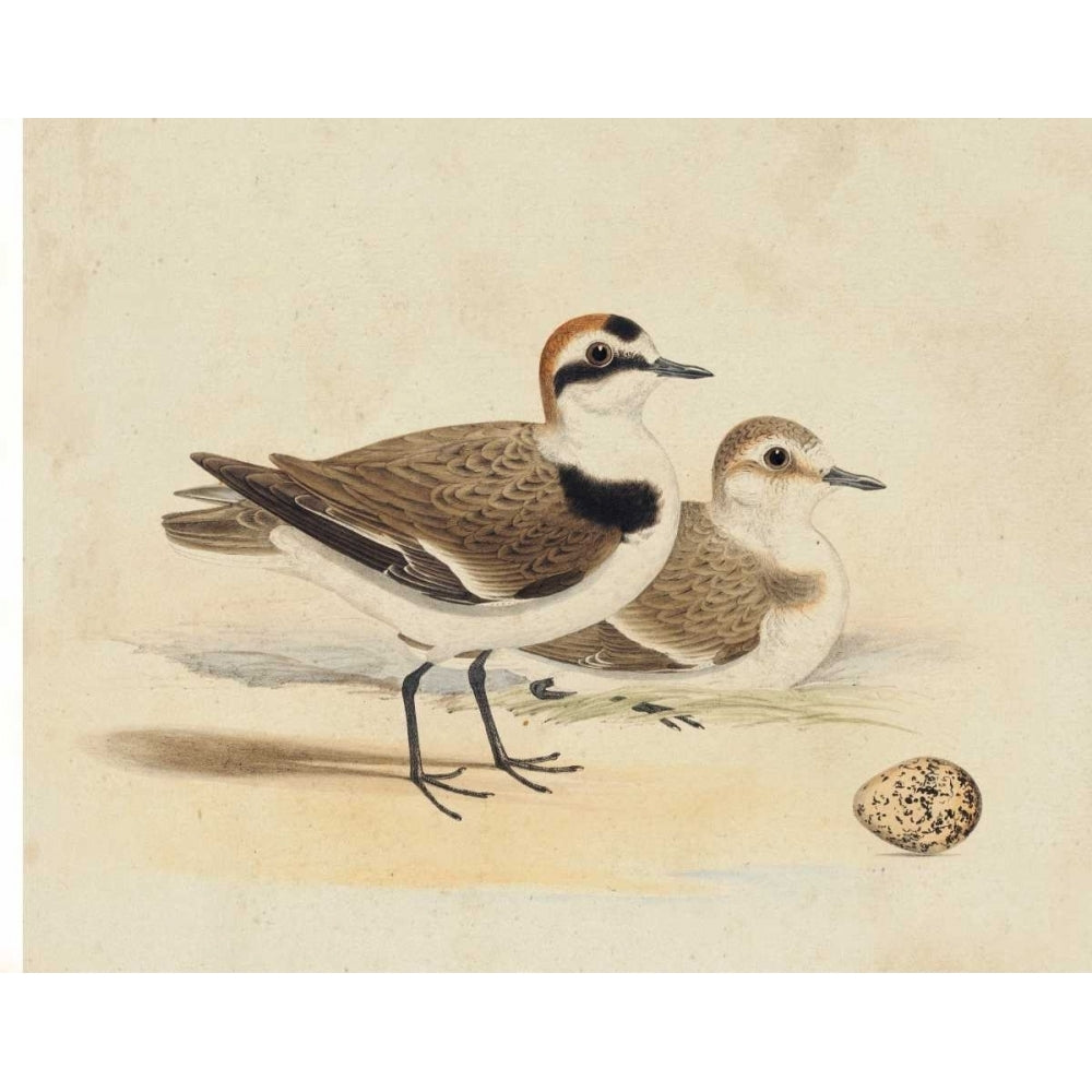 Meyer Shorebirds V Poster Print - H.L. Meyer-VARPDX93348Z Image 1