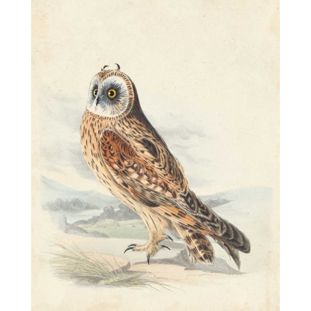 Meyer Hawk Owl Poster Print - H.L. Meyer-VARPDX93353Z Image 1